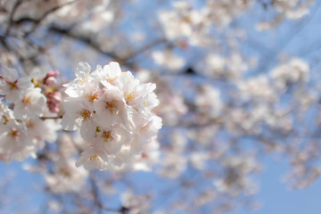 春爛漫　青空と満開の桜