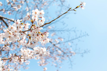 春爛漫　青空と満開の桜