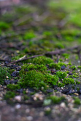 Close-up portrait photography of the moss