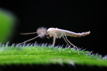 mosquitoes insect on green leaves, North China
