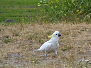 Wildvögel