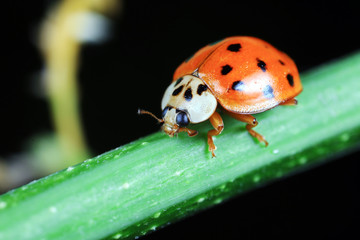 ladybug on green leaves, North China