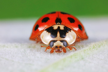 ladybug on green leaves, North China