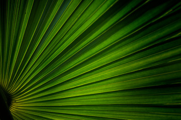 Obraz premium Tropical palm leaf background and texture.