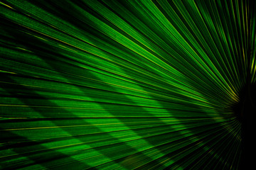 Fototapeta na wymiar Tropical palm leaf background and texture.