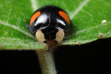 ladybug on green leaves, North China