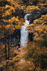 Vertical view of Kegon Falls shot through autumn foliage. This is a popular tourist attraction at Lake Chūzenji in Nikkō National Park near the city of Nikkō, Japan.