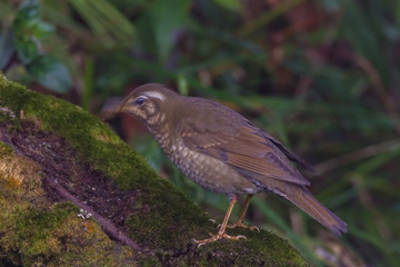 view of a beautiful bird in nature