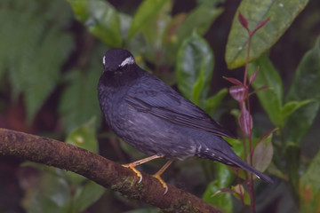 view of a beautiful bird in nature