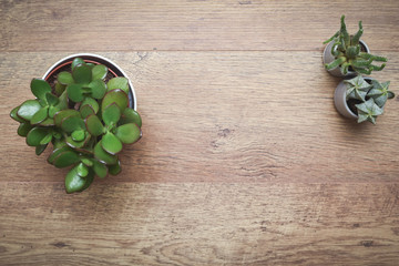 Office or home office desk with decorative plants and cactus on wooden table