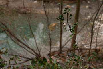 Río con aguas limpias en el bosque