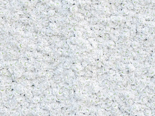 White roses, seamless patterns, horizontal arrangement