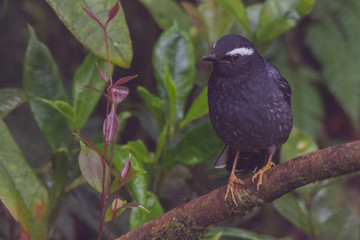 Fototapeta premium view of a beautiful bird in nature