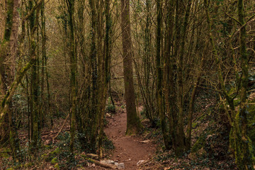 Plantas y arboles en el bosque