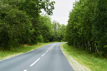 Fototapeta na wymiar Grey long asphalt road goes in forest