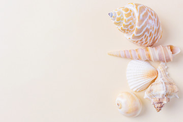 A variety of seashells on a light pastel background. The concept of vacation, sea, summer, travel,...
