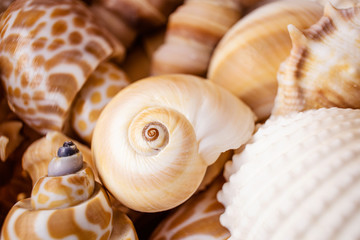 A variety of seashells on a light pastel background. The concept of vacation, sea, summer, travel, decor. Top view, flat lay, copyspace.