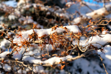 Larch under the snow. Orange needles. Bright daylight