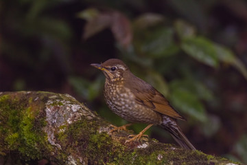 view of a beautiful bird in nature