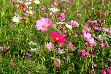 pink cosmos flowers in the garden