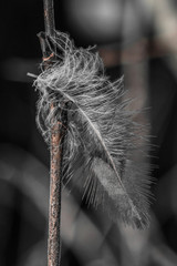 Feather on branch
