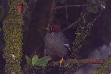 view of a beautiful bird in nature