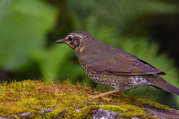 Obraz premium view of a beautiful bird in nature