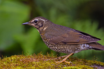 view of a beautiful bird in nature