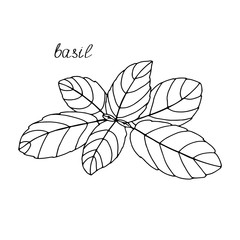Basil outline drawing Isolated on white background Hand drawn drawing Grass spice leaves .For packaging interior design .Black and white image.Vector
