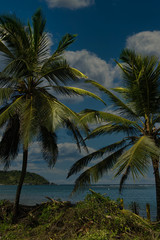 Traumlandschaft auf der karibischen Seite in Panama, mit Kokospalmen und einem einsamen Steg. Fernweh ruft