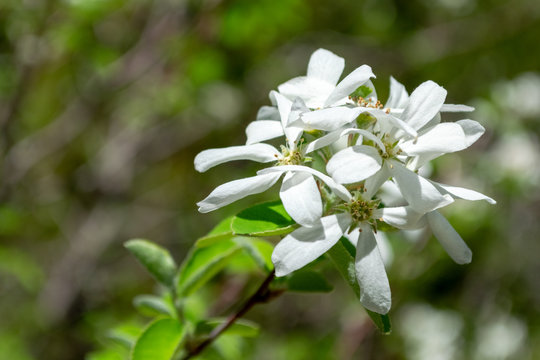 Amelanchier ovalis, commonly known as snowy mespilus