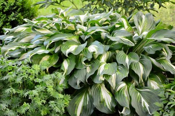 Luxury hosta with green and white leaves in the garden close-up