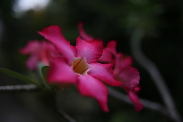 Plumeria rubra