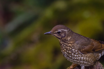 view of a beautiful bird in nature
