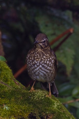 view of a beautiful bird in nature