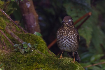 view of a beautiful bird in nature