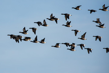 Brent Goose flying in blue sky. His Latin name is Branta bernicla.