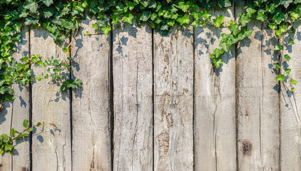 Green leaves in sunlight on wooden wall background  - 322321405