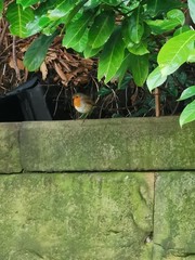 Robin red breast on a wall