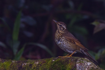 Fototapeta premium view of a beautiful bird in nature