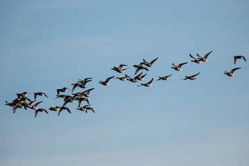 Brent Goose flying in blue sky. His Latin name is Branta bernicla.