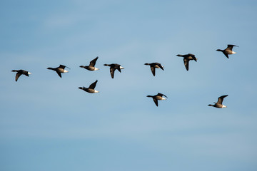Brent Goose flying in blue sky. His Latin name is Branta bernicla.