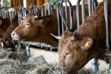 Kühe im Stall fressen Heu
