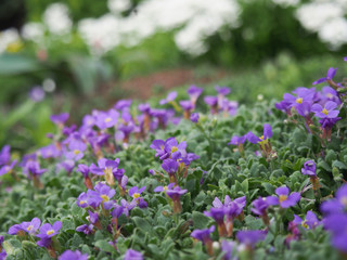 Obraz premium Spring full of fresh fragrant plants and flowers in the garden.