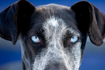 Dog of sled dog team is seeing on you  by your blue eyes. Close-up