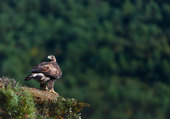 Golden eagle - AGUILA REAL(Aquila chrysaetos)