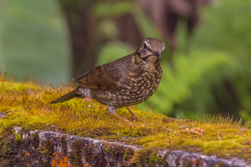 view of a beautiful bird in nature