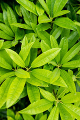 rainy season, water drop on lush green foliage in rain forest, nature background, dark toned process