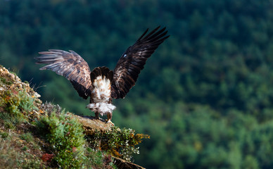 Golden eagle - AGUILA REAL(Aquila chrysaetos)