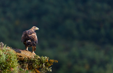 Golden eagle - AGUILA REAL(Aquila chrysaetos)